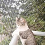 mallas de seguridad para gatos